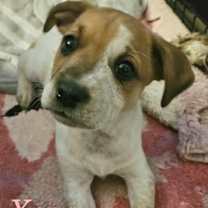 Thumbnail photo of Athena #1