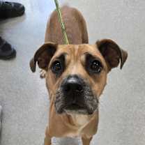 Thumbnail photo of Millie #2