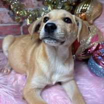 Thumbnail photo of Twinkle Lights #2