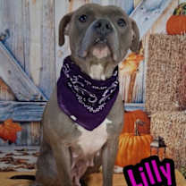 Thumbnail photo of Lilly #2