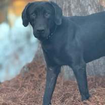 Thumbnail photo of Blue #4