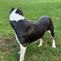 Thumbnail photo of Bojji #3