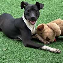 Thumbnail photo of Nala #2