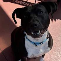 Thumbnail photo of Nala #4