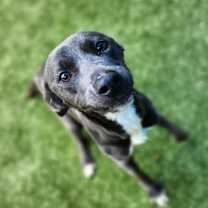 Thumbnail photo of Noodles #2