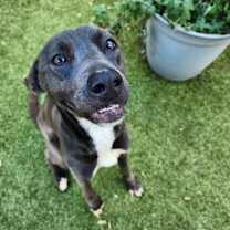 Thumbnail photo of Noodles #3