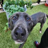 Thumbnail photo of Noodles #4