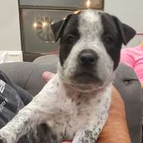 Thumbnail photo of Ruby #3