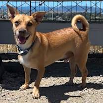 Thumbnail photo of Goose/A1032611 #1