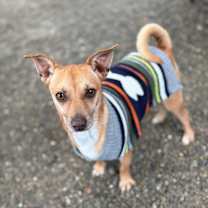 Thumbnail photo of Goose/A1032611 #4