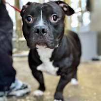 Thumbnail photo of Thunder #2