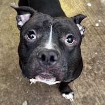 Thumbnail photo of Thunder #3