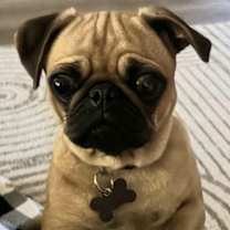 Thumbnail photo of 2025 - 3018 Opal #1