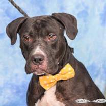 Thumbnail photo of Sammy #2