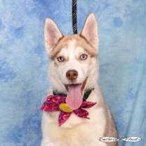 Thumbnail photo of Moxie #1