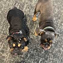 Thumbnail photo of Otis #2