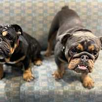 Thumbnail photo of Otis #3