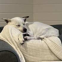 Thumbnail photo of Sadie #3