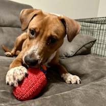 Thumbnail photo of Gumbo #3