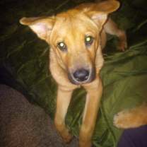 Thumbnail photo of Curro #1