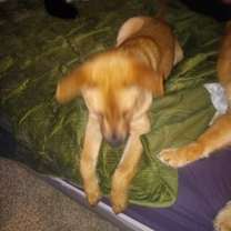 Thumbnail photo of Curro #3