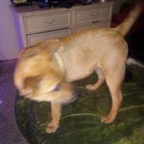 Thumbnail photo of Curro #4