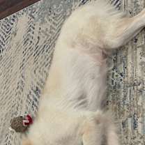 Thumbnail photo of Sasha #3