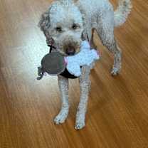 Thumbnail photo of Cody #4