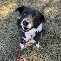 Thumbnail photo of Oreo #2