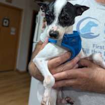 Thumbnail photo of Alice #2