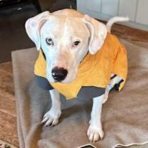 Thumbnail photo of Cool Whip #4