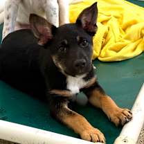 Thumbnail photo of Angus #1