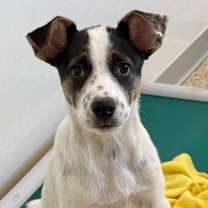 Thumbnail photo of Galloway #2