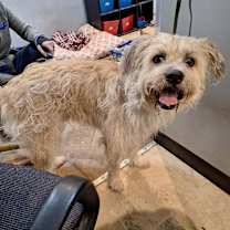 Thumbnail photo of Little Man (Pepsi) #1