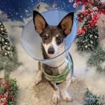 Thumbnail photo of Sid #1