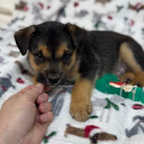 Thumbnail photo of Monty #3