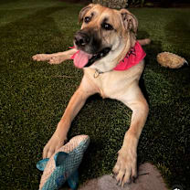 Thumbnail photo of Mama Bear #1