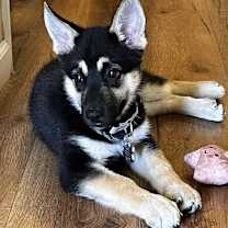 Thumbnail photo of Rose #1