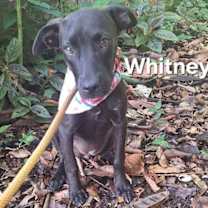 Thumbnail photo of Whitney #3