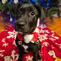 Thumbnail photo of Emerald #1