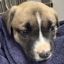 Thumbnail photo of Saturn #1