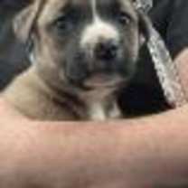 Thumbnail photo of Saturn #2