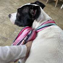 Thumbnail photo of Panda #3