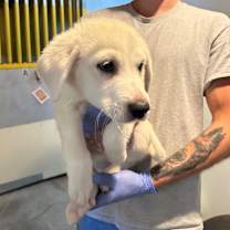 Thumbnail photo of TRAVIS #3