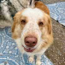 Thumbnail photo of Balto #3