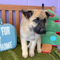 Thumbnail photo of **THEO** #2