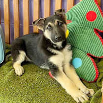 Thumbnail photo of **TILLY* #2