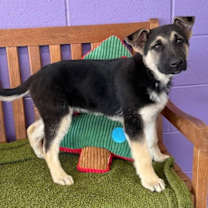 Thumbnail photo of **TILLY* #3