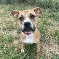 Thumbnail photo of Magnolia #4