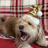 Thumbnail photo of Boots #4